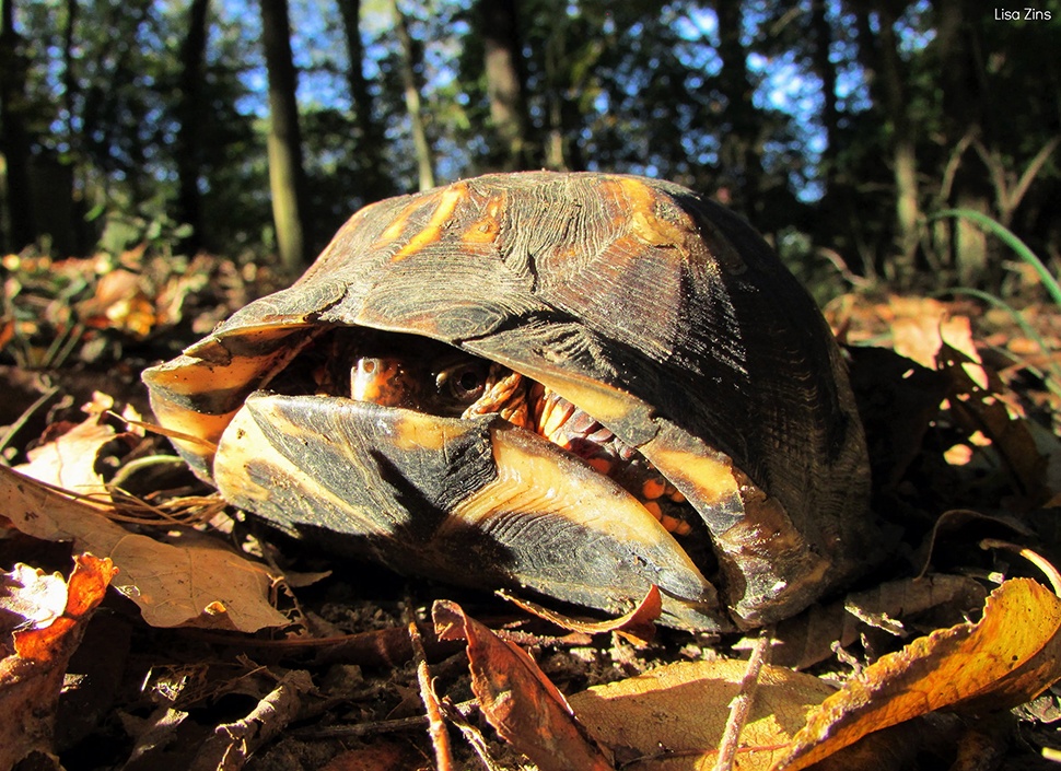 A turtle hiding in its shell on the ground surrounded by leaves